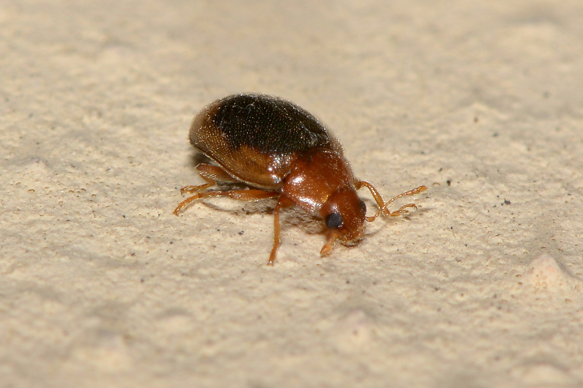 Coccinellidae: Rhyzobius cfr. litura